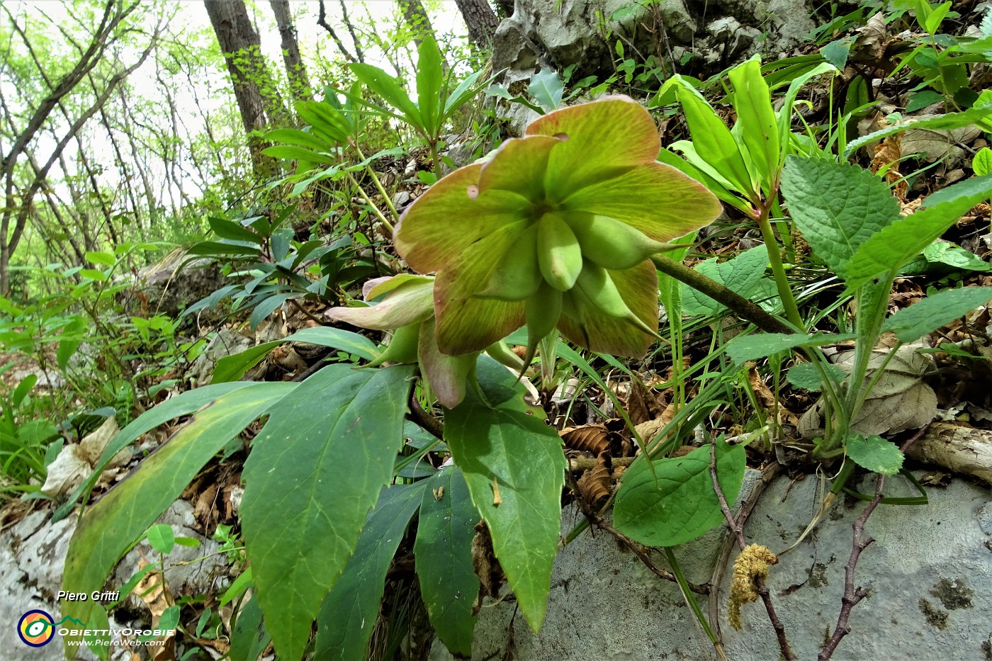 59 Elleboro verde (Helleborus viridis) .JPG